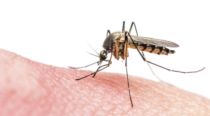 Investigador de Oxford, presentará avances sobre investigación del Zika, Dengue y Chinkungunya en la Facultad de Medicina de la UMSNH
