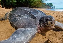 Tortuga Marina, a estudio en la UMSNH en la 2a Reunión Internacional del Pacífico Oriental