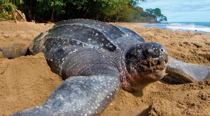 Tortuga Marina, a estudio en la UMSNH en la 2a Reunión Internacional del Pacífico Oriental