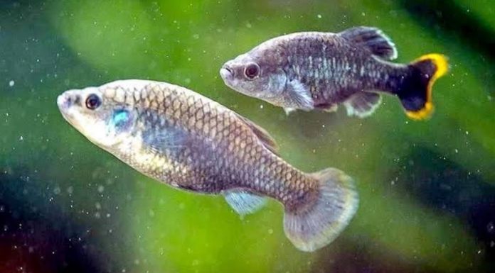 Investigadores de la UMSNH, logran el rescate y reinserción de una especie en peligro de extinción