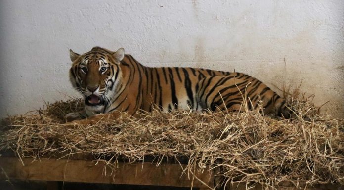 El Zoológico de Morelia, recibe a nuevos inquilinos; fueron rescatados de Black Jaguar-White Tiger Recibe zoológico de Morelia felinos rescatados en el Ajusco (3)