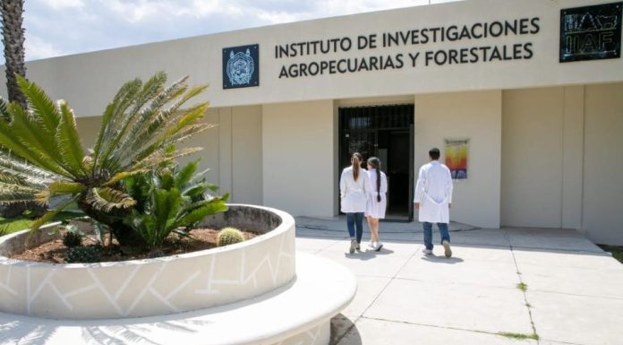 UMSNH abre convocatoria para Maestría en Producción Agropecuaria con reconocimiento en el Sistema Nacional de Posgrados de Calidad