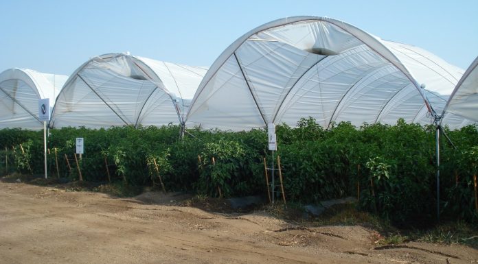 UMSNH: Convocatoria 2024: Maestría en Agricultura Protegida continúa abierta