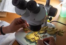 Abren convocatoria para Maestría en Ciencias Biológicas en la UMSNH Detalles microscópicos de hojas y ramas son analizados en las prácticas del programa de Maestría en Ciencias Biológicas UMSNH.