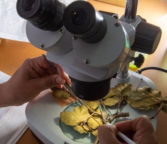 Abren convocatoria para Maestría en Ciencias Biológicas en la UMSNH Detalles microscópicos de hojas y ramas son analizados en las prácticas del programa de Maestría en Ciencias Biológicas UMSNH.