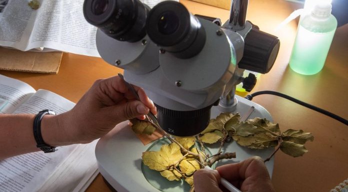 Abren convocatoria para Maestría en Ciencias Biológicas en la UMSNH Detalles microscópicos de hojas y ramas son analizados en las prácticas del programa de Maestría en Ciencias Biológicas UMSNH.