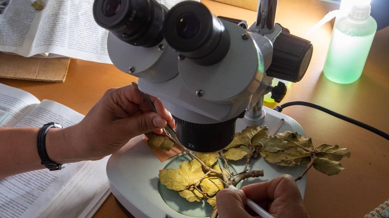 Detalles microscópicos de hojas y ramas son analizados en las prácticas del programa de Maestría en Ciencias Biológicas UMSNH. Detalles microscópicos de hojas y ramas son analizados en las prácticas del programa de Maestría en Ciencias Biológicas UMSNH.