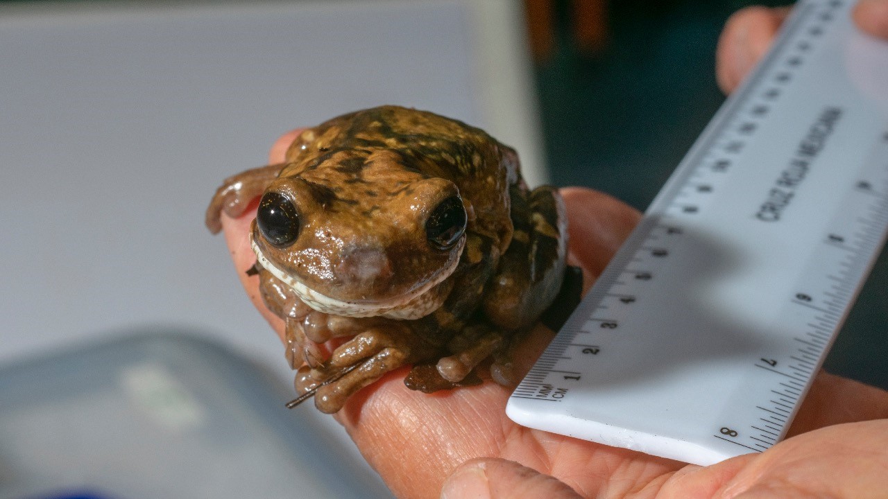 La Maestría en Ciencias Biológicas UMSNH se enfoca en el estudio detallado de la fauna regional, como este anfibio. La Maestría en Ciencias Biológicas UMSNH se enfoca en el estudio detallado de la fauna regional, como este anfibio.