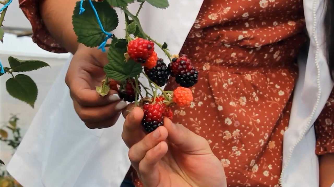 Variedades 'Elena' y 'Littlefey': Este acercamiento a las zarzamoras desarrolladas por científicos de la UMSNH muestra el fruto del primer proceso de transferencia tecnológica, impulsando la competitividad agrícola en Michoacán. Variedades 'Elena' y 'Littlefey': Este acercamiento a las zarzamoras desarrolladas por científicos de la UMSNH muestra el fruto del primer proceso de transferencia tecnológica, impulsando la competitividad agrícola en Michoacán.