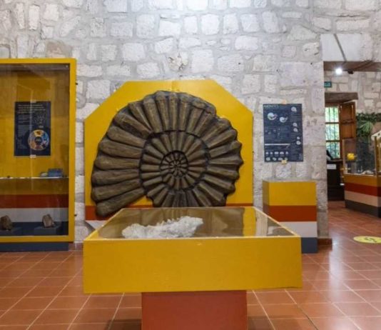 Museo de Historia Natural de la UMSNH exhibe fósil de rincoterio prehistórico Una réplica de amonites de gran formato preside una de las salas principales de la exposición itinerante del INAH, actualmente exhibida de manera gratuita en el MUHNA.
