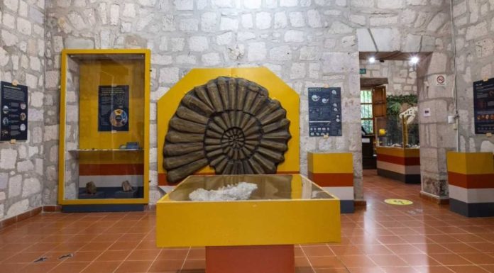 Museo de Historia Natural de la UMSNH exhibe fósil de rincoterio prehistórico Una réplica de amonites de gran formato preside una de las salas principales de la exposición itinerante del INAH, actualmente exhibida de manera gratuita en el MUHNA.