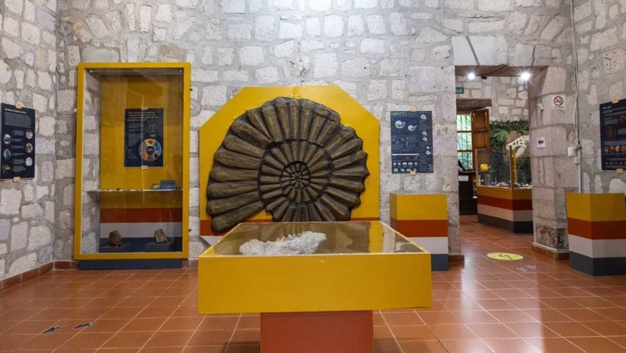 Una réplica de amonites de gran formato preside una de las salas principales de la exposición itinerante del INAH, actualmente exhibida de manera gratuita en el MUHNA. Una réplica de amonites de gran formato preside una de las salas principales de la exposición itinerante del INAH, actualmente exhibida de manera gratuita en el MUHNA.