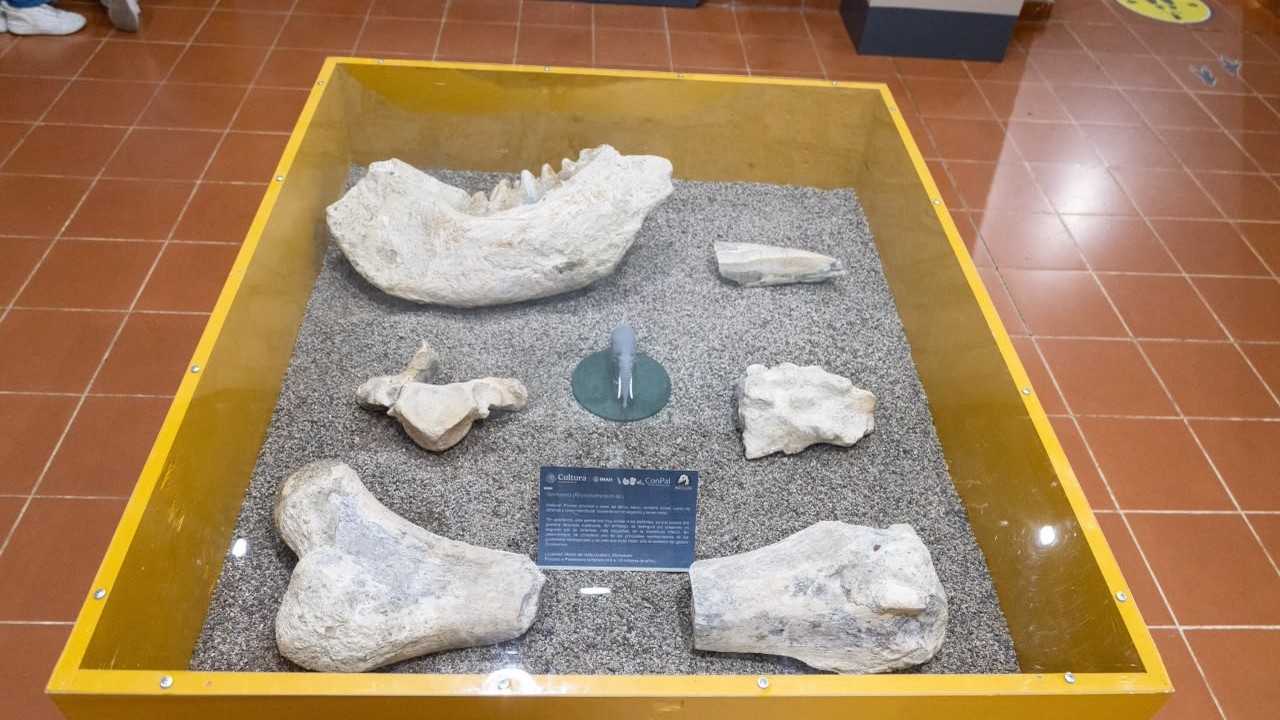 Fragmentos óseos de megafauna local, resguardados por el Laboratorio de Paleontología de la UMSNH, forman parte de la muestra que vincula la investigación universitaria con el conocimiento público. Fragmentos óseos de megafauna local, resguardados por el Laboratorio de Paleontología de la UMSNH, forman parte de la muestra que vincula la investigación universitaria con el conocimiento público.