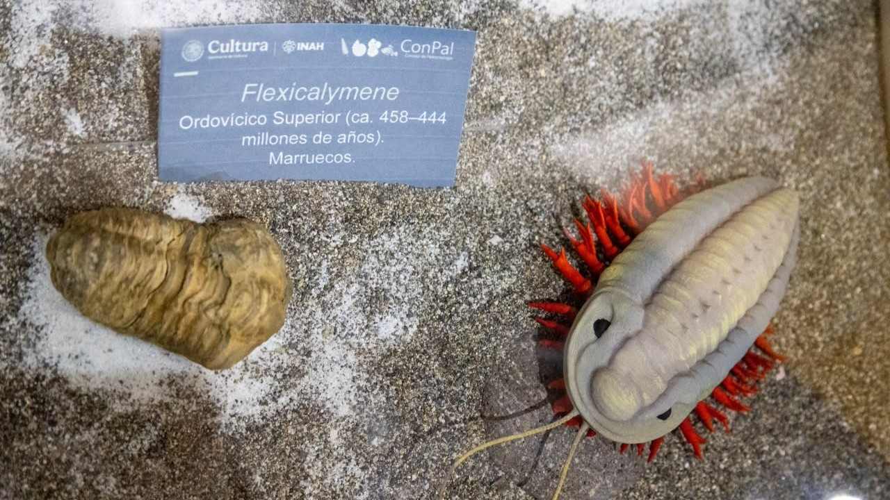 La muestra itinerante del INAH incluye piezas internacionales como el trilobite Flexicalymene de Marruecos, contrastando los hallazgos locales con el registro paleontológico global. La muestra itinerante del INAH incluye piezas internacionales como el trilobite Flexicalymene de Marruecos, contrastando los hallazgos locales con el registro paleontológico global.