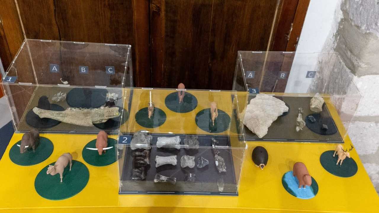 Reconstrucciones a escala de megafauna pleistocénica junto a sus restos óseos permiten a los visitantes comprender la fisonomía de especies como el rincoterio que habitaron cerca de Morelia. Reconstrucciones a escala de megafauna pleistocénica junto a sus restos óseos permiten a los visitantes comprender la fisonomía de especies como el rincoterio que habitaron cerca de Morelia.