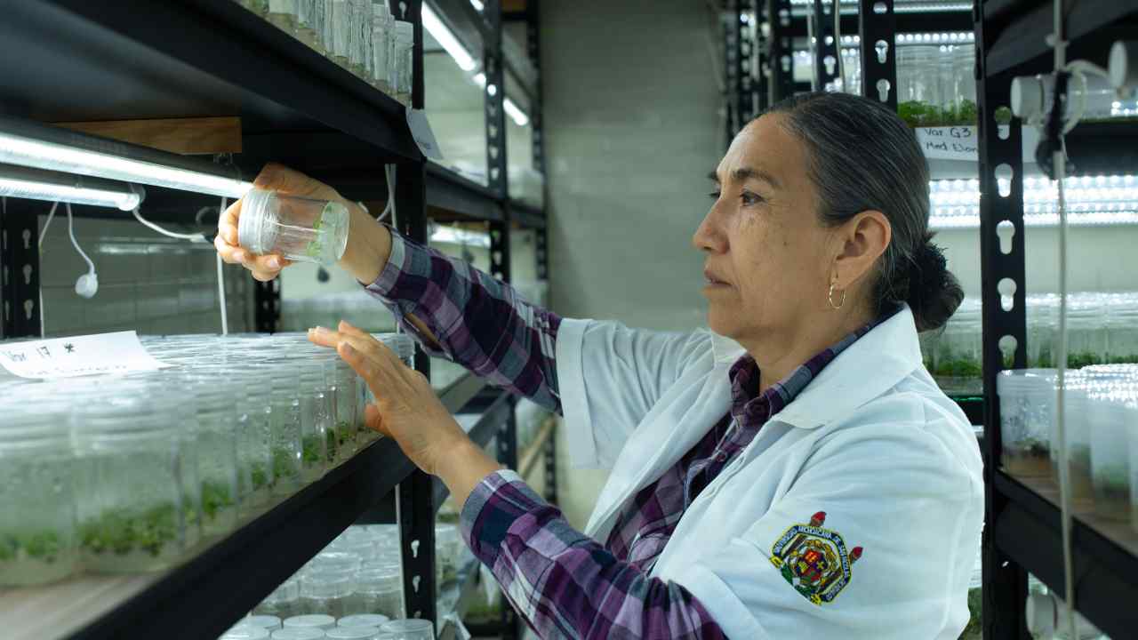 Proyectos de biotecnología vegetal y conservación biológica fortalecen las líneas de generación del conocimiento en la institución. Proyectos de biotecnología vegetal y conservación biológica fortalecen las líneas de generación del conocimiento en la institución.