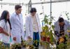 UMSNH consolida investigación con 119 cuerpos académicos vigentes evaluados Investigadores y estudiantes de la Casa de Hidalgo realizan evaluaciones agronómicas y muestreo de plantas en invernaderos universitarios.