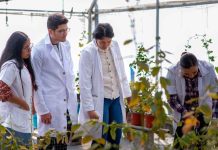 UMSNH consolida investigación con 119 cuerpos académicos vigentes evaluados Investigadores y estudiantes de la Casa de Hidalgo realizan evaluaciones agronómicas y muestreo de plantas en invernaderos universitarios.