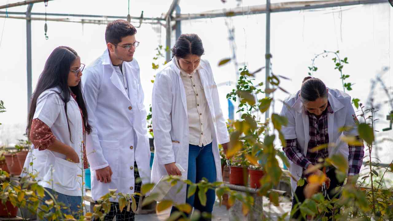 Investigadores y estudiantes de la Casa de Hidalgo realizan evaluaciones agronómicas y muestreo de plantas en invernaderos universitarios. Investigadores y estudiantes de la Casa de Hidalgo realizan evaluaciones agronómicas y muestreo de plantas en invernaderos universitarios.